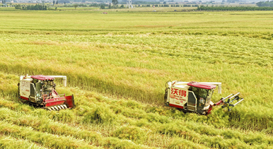 云南罗平：油菜迎丰收