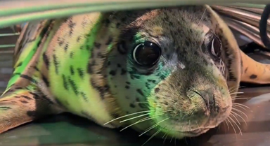 海豹放归大海前，饲养员哽咽叮嘱